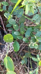 Smilax rufescens