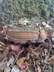 Ganoderma brownii