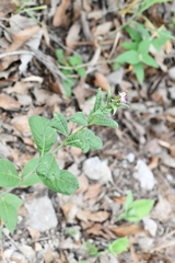 Vernonia greggii
