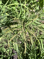 Comptonia peregrina