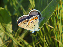 Plebejus