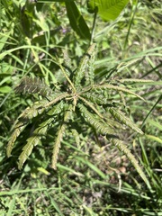 Comptonia peregrina