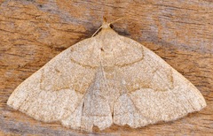 Zanclognatha pedipilalis