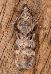 Chionodes mediofuscella