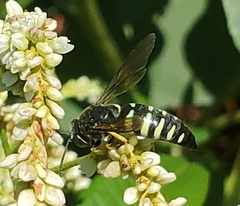 Bicyrtes quadrifasciatus