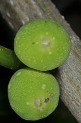 Ficus luschnathiana
