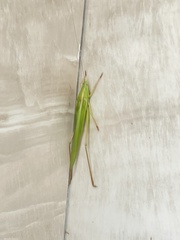 Orthoptera