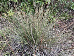 Aristida