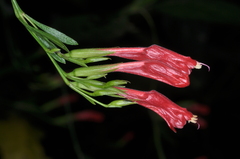 Ruellia