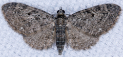 Eupithecia tripunctaria