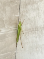 Orthoptera