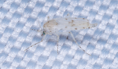 Chaoborus punctipennis