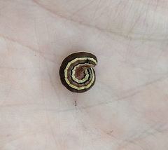 Trichordestra legitima