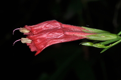Ruellia