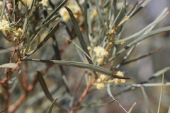 Acacia salicina