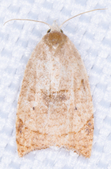 Coelostathma discopunctana