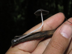 Setulosi