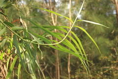 Flagellaria indica