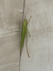 Orthoptera