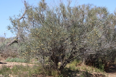 Acacia salicina