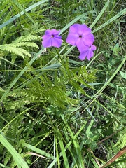 Phlox