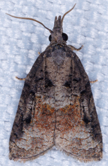 Platynota idaeusalis