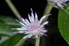 Cyrtocymura scorpioides