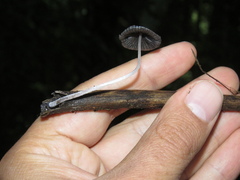 Setulosi