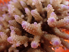 Acropora