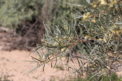 Acacia salicina