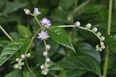 Cyrtocymura scorpioides
