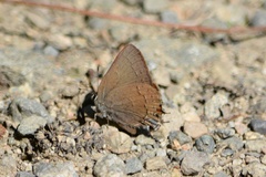 Satyrium saepium