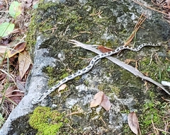 Pantherophis alleghaniensis