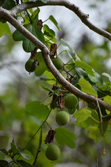 Passiflora aurantia aurantia
