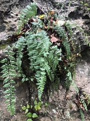 Myriopteris alabamensis