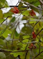 Passiflora aurantia aurantia