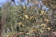 Acacia salicina