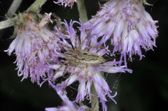 Peucetia rubrolineata