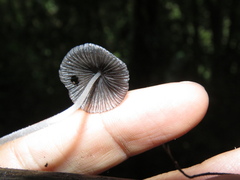 Setulosi