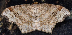 Macaria aemulataria