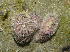 Amblychilepas nigrita