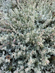 Atriplex leucophylla