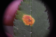 Gymnosporangium tremelloides