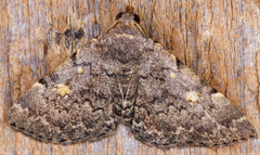 Idia aemula