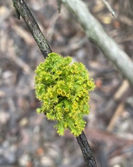 Teloschistes chrysophthalmus