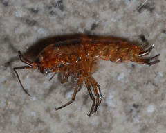 Arcitalitrus sylvaticus