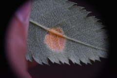 Gymnosporangium tremelloides