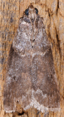 Acrobasis caryae