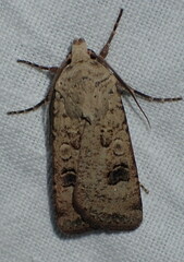 Agrotis trux