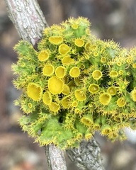 Teloschistes chrysophthalmus